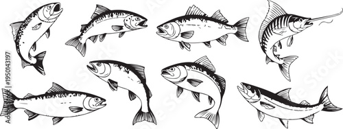 fish line art illustrations for identification and design