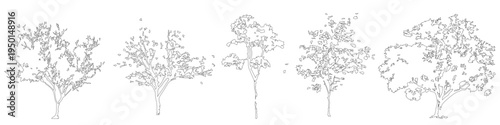 Vector set of young trees in elevation view for use in architectural drawings	