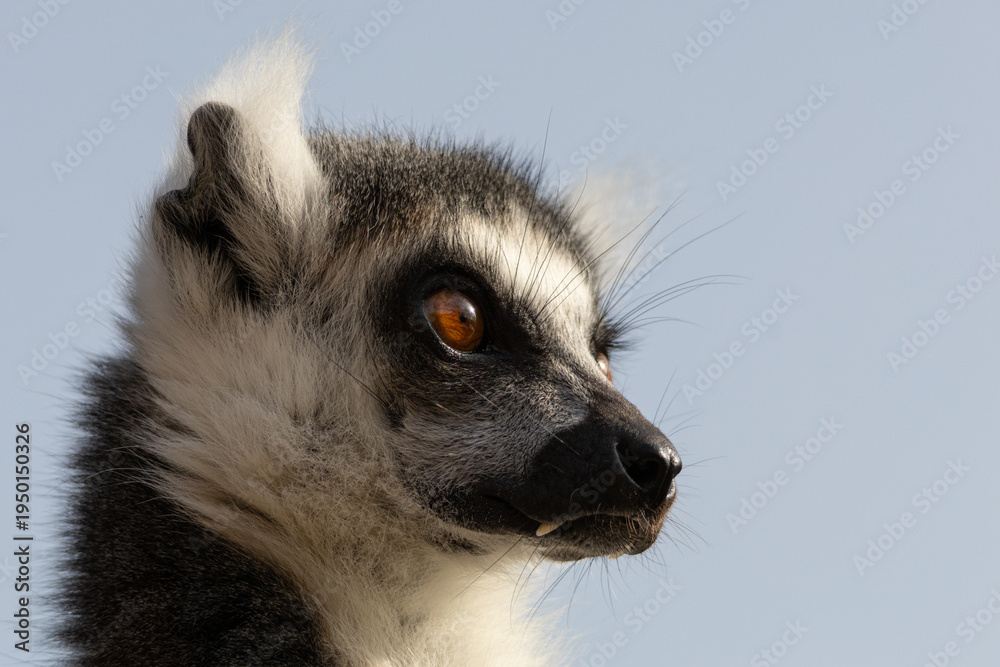 Naklejka premium Close Up Portrait of a Ring Tailed Lemur
