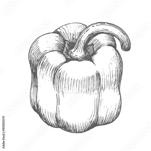 Bell pepper. Vector ink styled handmade illustration. For packaging design, cards, cover, prints, product labels and fabric.