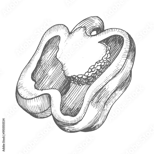 Half a bell pepper with seeds inside. Vector ink styled handmade illustration. For packaging design, cards, cover, prints, product labels and fabric.