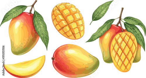 Mango fruit illustration set with whole mango, sliced piece and cross cut mango. Fresh tropical fruit collection for smoothie, dessert and healthy food design.
