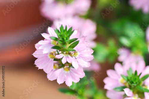 Fairy Fan Flower , Half flower or Scaevola or Scaevola sp or Scaevola aemula or Fan Flower or pink flower
