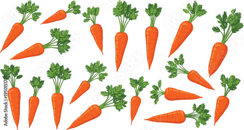 Carrot vegetable collection scattered in different angles. Fresh orange carrots with green leaves. Organic farm vegetable illustration set for healthy food and agriculture design.