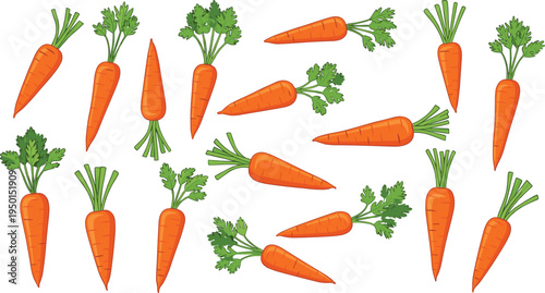 Carrot vegetable set with different angles and leaf tops. Fresh orange carrot illustrations scattered collection. Organic farm vegetables for healthy food and agriculture design.
