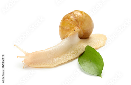 Giant Achatina snail with f...