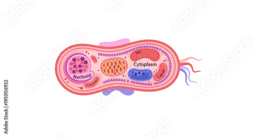 Diagram illustrating the internal structure of a eukaryotic cell, highlighting key organelles like the nucleus, mitochondria, and cytoplasm.