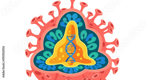 Cross-section illustration of a virus particle showing its internal genetic material and outer protein spikes.