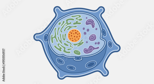 Detailed diagram of a eukaryotic cell showing various organelles and internal structures for biological study.