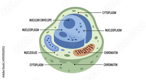 Detailed diagram of an animal cell showing its internal structures and labeled components like nucleus, cytoplasm, and chromatin.