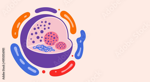 A stylized illustration of a cell nucleus with chromosomes and nucleoli, surrounded by abstract colorful shapes.