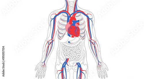 Detailed diagram illustrating the human circulatory system with heart, arteries, and veins throughout the entire body.