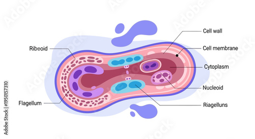 Detailed diagram of a bacterial cell undergoing binary fission with labeled components.