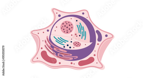 A detailed illustration of an animal cell, showcasing its nucleus, mitochondria, endoplasmic reticulum, and other organelles within the cytoplasm.