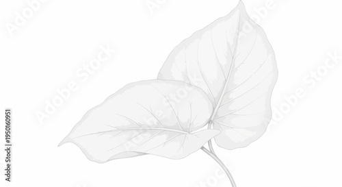Silver Pothos Leaf Serenity: Delicate silver pothos leaves elegantly captured, showcasing intricate veining against a softly illuminated canvas. Embodying purity, and natural elegance. 