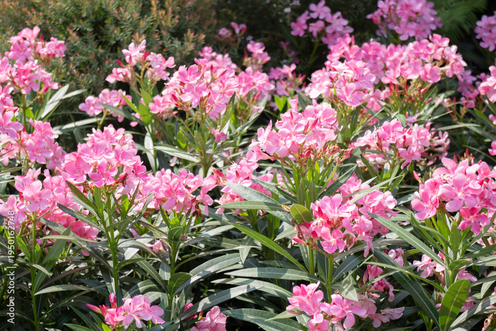 Obraz premium Garden with flowerbed and colorful tropical plants