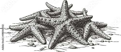 Detailed hand drawn starfish group on sandy ocean floor with pebbles and shells illustration