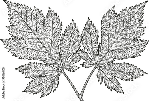 Detailed black and white illustration of two textured elm leaves with veins and serrated edges
