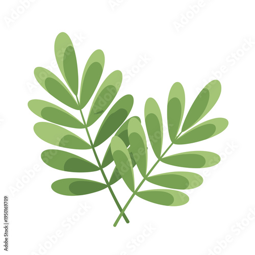 A vector illustration of green Moringa leaves on a white background