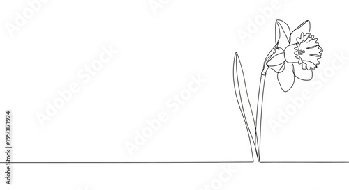 Continuous line drawing of a single elegant daffodil flower, symbolizing spring and new beginnings in a minimalist style