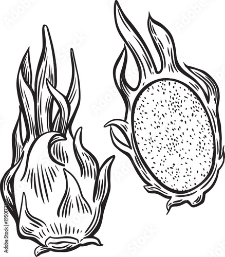 Dragon Fruit (Pitaya) Botanical Line Art Illustration Showing Whole and Sliced Tropical Fruit.