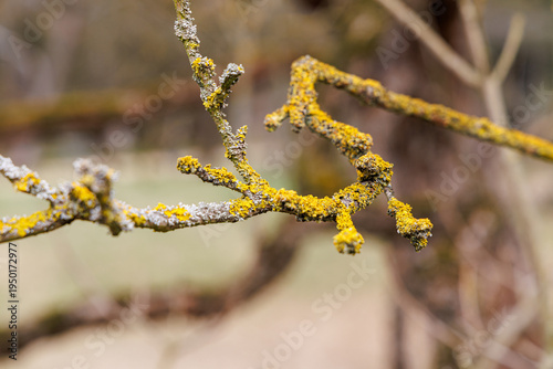 Yellow Moss Growing on a tree branch Surface