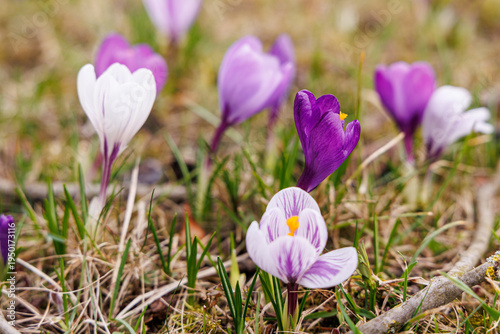 Purple and White Crocus Flowers Blooming in Spring Garden