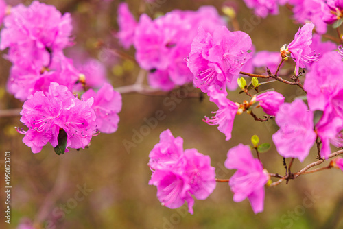 Pink Azalea Blossom Close-Up in Spring Garden