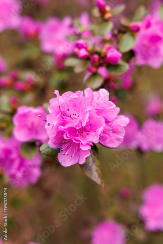 Pink Azalea Blossom Close-Up in Spring Garden