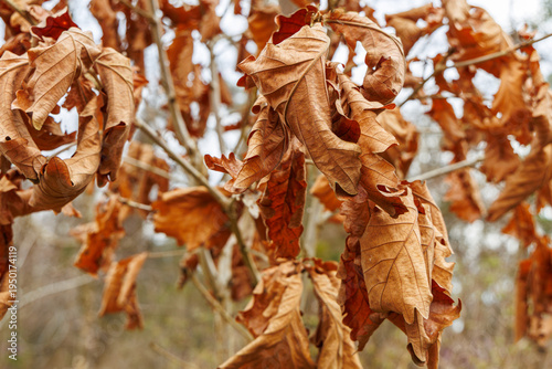 Dry Brown Leaves Hanging on Tree Branch in Autumn