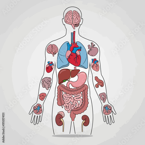 Human Anatomy Organs Diagram