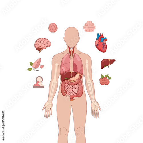 Human Anatomy Organs Illustration: Brain, Heart, Lungs, Liver, Intestines, Reproductive System