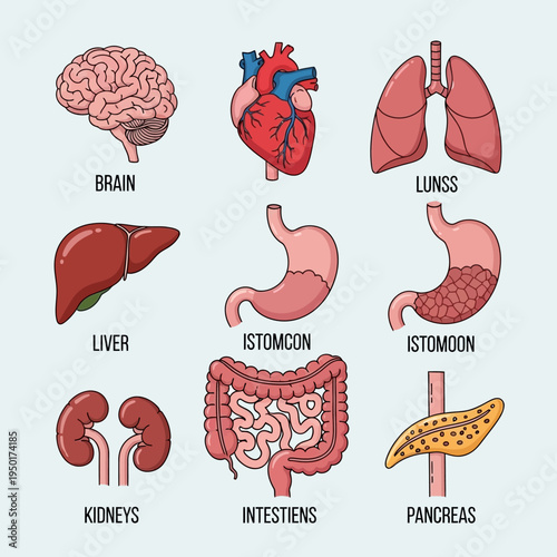 Human Anatomy Organs Set: Brain, Heart, Lungs, Liver, Stomach, Kidneys, Intestines, Pancreas