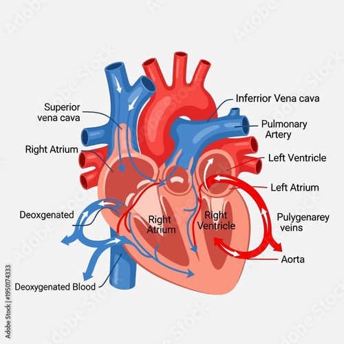 Human Heart Anatomy Diagram: Blood Flow, Chambers, and Major Vessels