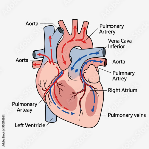 Human Heart Anatomy Diagram: Blood Circulation, Chambers, Arteries, Veins