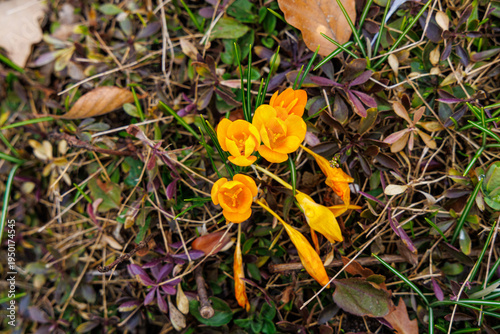 Yellow Crocus Flowers Emerging in Early Spring Forest Floor