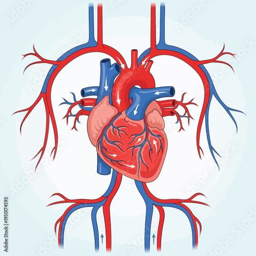 Human Heart Anatomy with Red Arteries and Blue Veins, Circulatory System