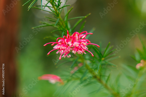 Pink beautiful flower on a green plant branch