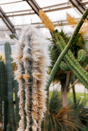 Hairy white cactus in the winter garden 