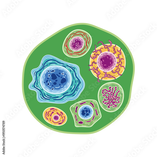 Plant Cell Organelles Diagram