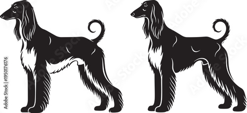Black silhouette of two Afghan Hounds, elegant and sleek, standing on a white background. Graceful breed illustration for design, Afghan Hound, Dog Breed, Long Hair