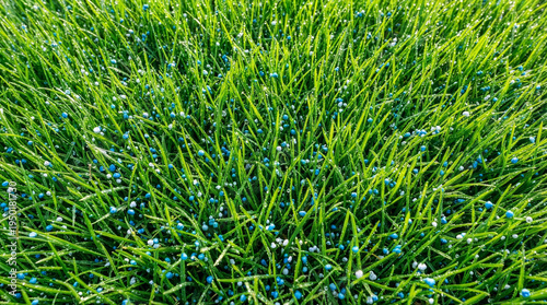 Blue Fertilizer Granules on Green Grass Macro Texture