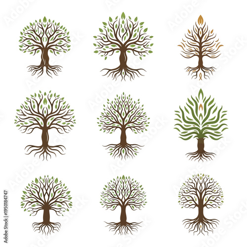 Tree growth stages illustrations set.