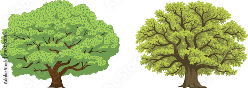 Two beautiful green oak trees with lush foliage isolated on white background