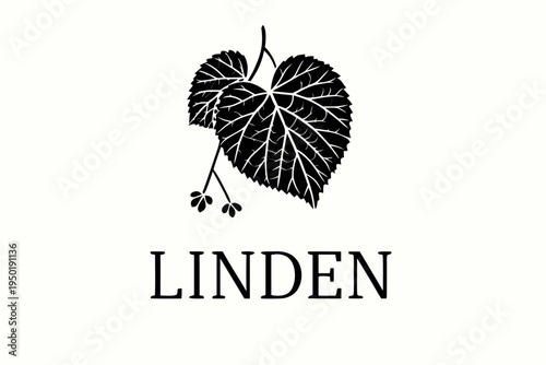 A detailed black and white illustration of linden leaves and blossoms