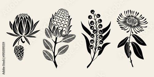 Elegant black and white botanical illustration of protea and eucalyptus flowers