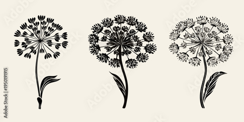 Three delicate wildflower seed heads in a minimalist black and white style