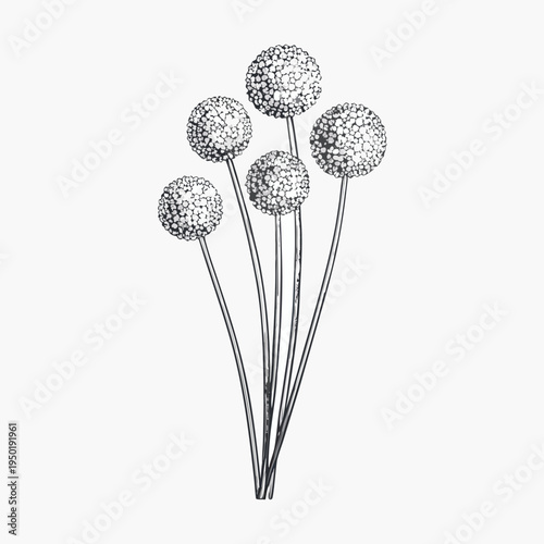 A botanical illustration of allium flowers with delicate dotted details