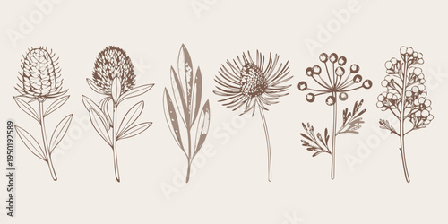 Vintage botanical illustration of various wildflowers and grasses arranged linearly