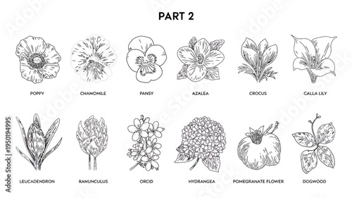 Black and white illustrations of various flowers and plants  Part 2